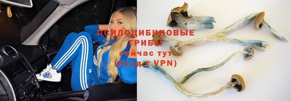 индика Белокуриха